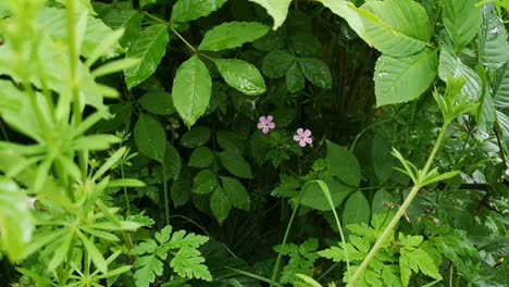 lush green foliage after rain, slow pan down ending on small pink flowers