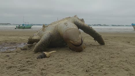 una tortuga muerta tirada boca arriba en una playa