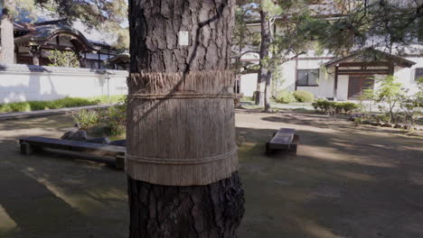 Komomaki-are-straw-belts,-also-known-as-waramaki,-wrapped-around-trees-during-winter-in-Japan-to-protect-them-against-pests