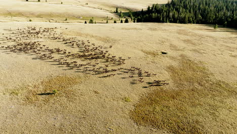 drone shot showcasing a majestic herd of elk sprinting through the open wilderness of the west.