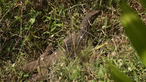 lagarto monitor en el jardín de sri lanka