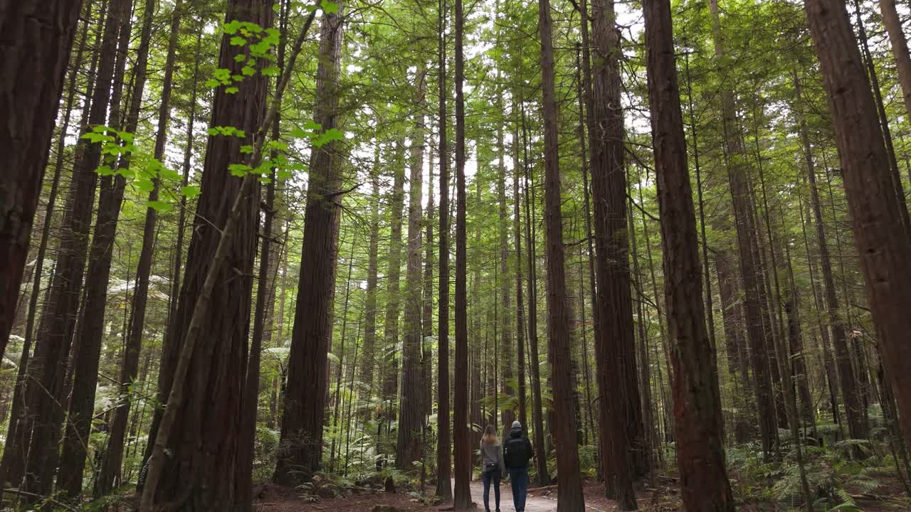 Coppia che cammina attraverso la foresta di sequoie vicino a Rotorua con alberi di sequoia giganti e felci argentate, Nuova Zelanda