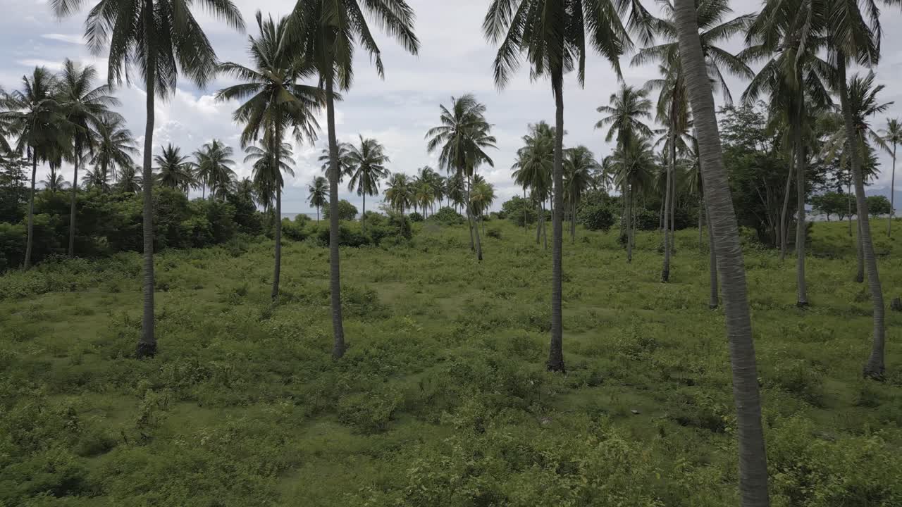 Coconut palm tree grove proximity flight, lush green tropical jungle