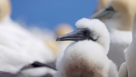 Experience-the-enchanting-world-of-Northern-Gannet-birds-as-they-exhibit-their-natural-behavior-in-stunning-4K-slow-motion