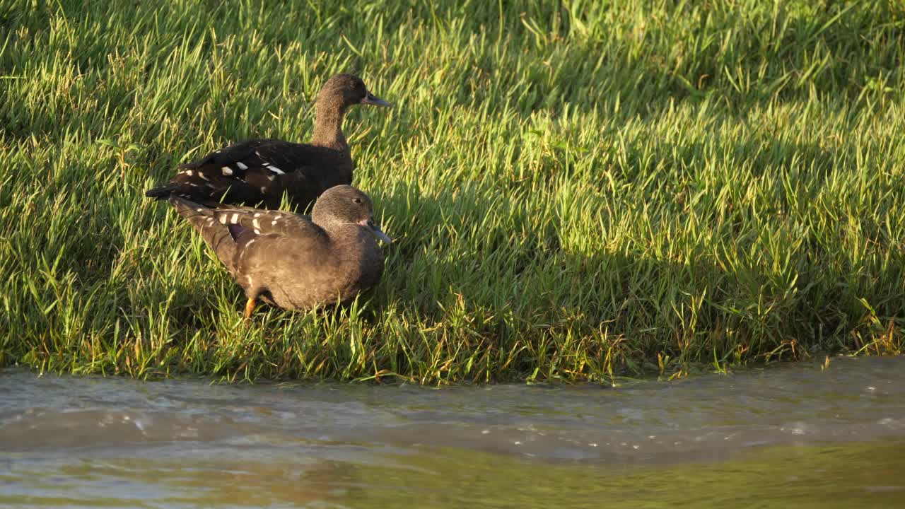Two African Black Ducks Stand and Dig in Grass by River with Copy Space