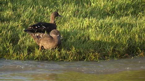 two african black ducks stand and dig in grass by river with copy space