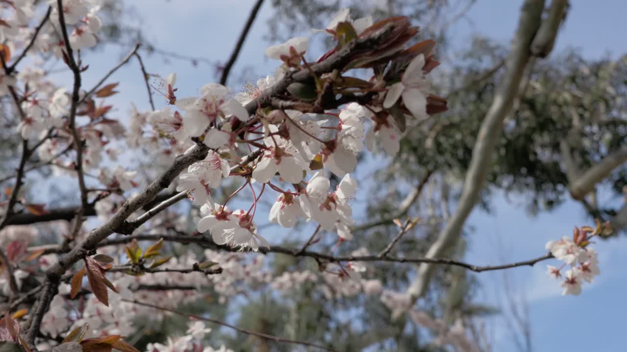 A close-up macro shot of delicate cherry blossom buds starting to open, symbolising the arrival of spring
