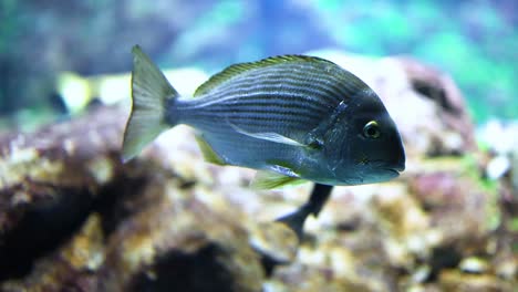 fish glides through water among coral reefs.