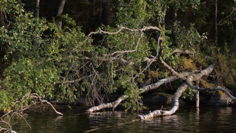 Fallen-Birch-Tree-in-a-lake