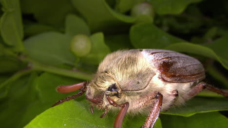 Makroaufnahme-Der-Seite-Eines-Weiblichen-Maikäfers,-Der-In-Einer-Eiche-Ruht