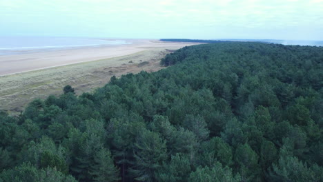 high aerial drone shot over pine woodland forest next to large sandy beach north norfolk uk