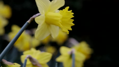 A-sign-of-Spring-as-bright-yellow-Daffodil-flowers-come-in-to-full-bloom-in-an-English-Country-Garden