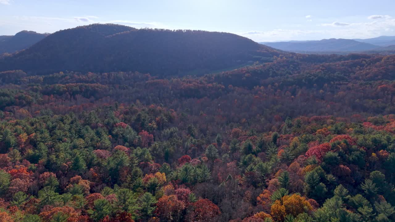 vista aérea de pinos blancos en las montañas Blue Ridge