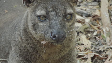 portrait-of-fossa:-front-view-of-face-yawning-and-sniffing-with-dry-leaves-in-background