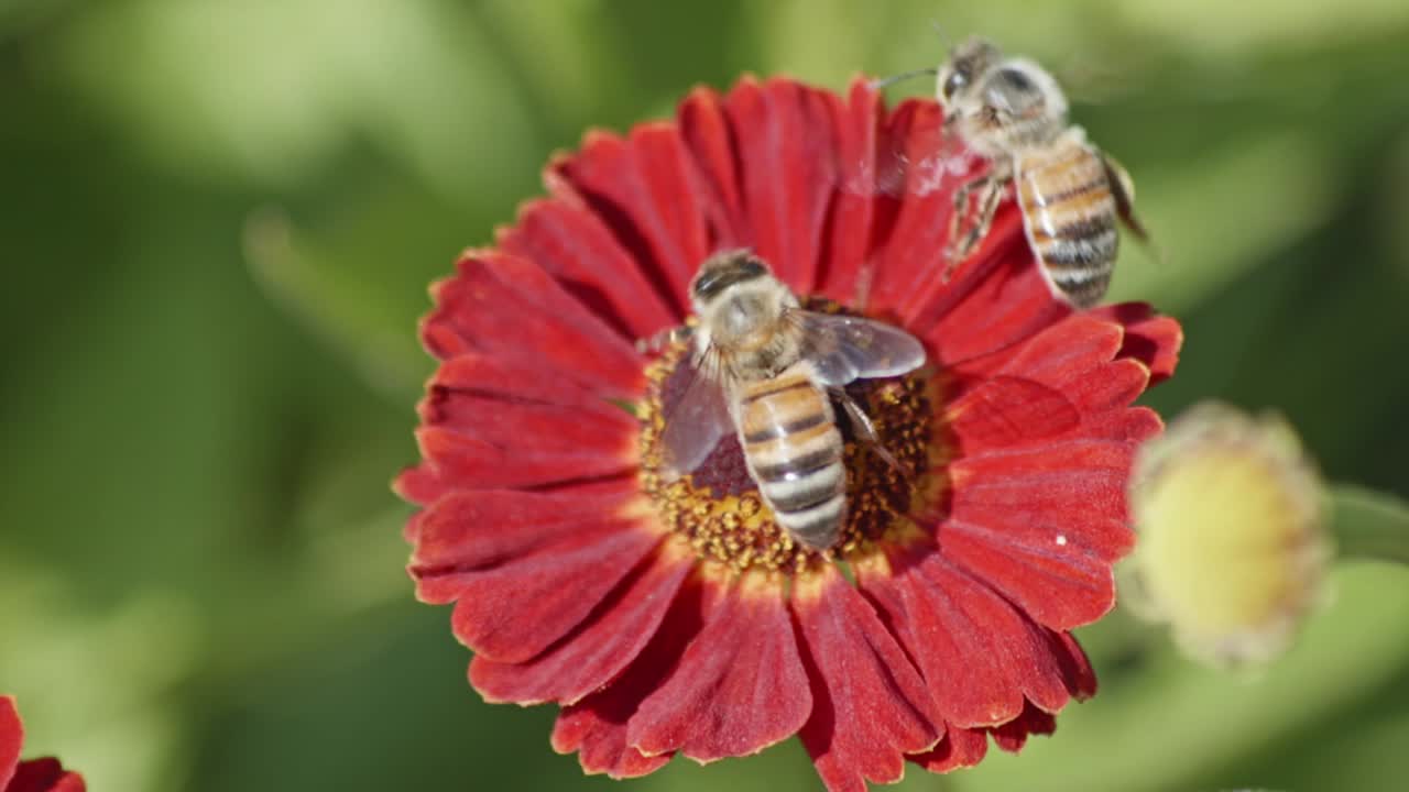 Bees Pollinating Common Sneezeweed Flower In The Garden - macro