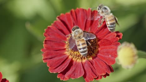 bees pollinating common sneezeweed flower in the garden - macro