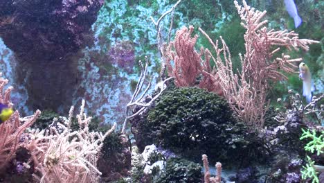 close-up, view of fish in the aquarium at the zoo