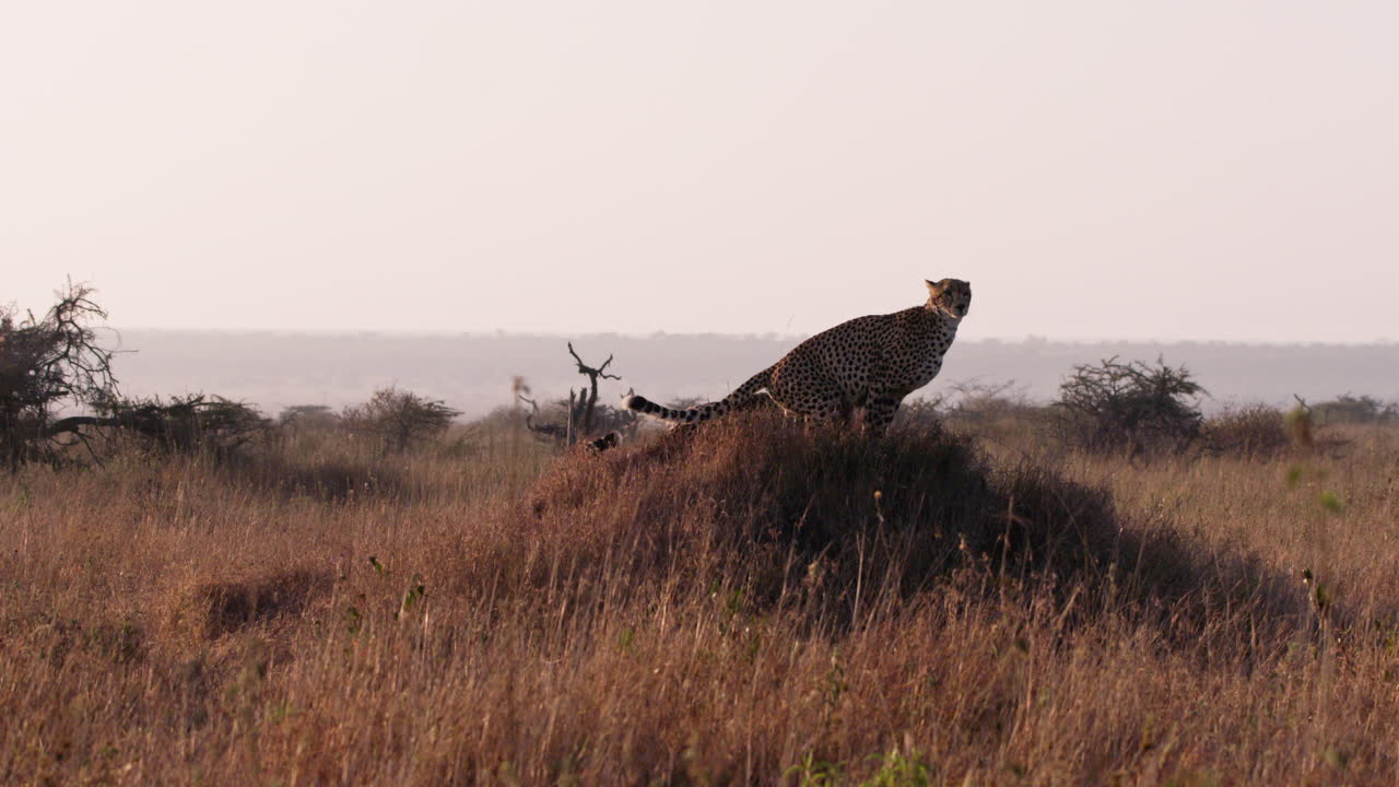 Extreme wide shot of two cheetahs scent marking a termite mound