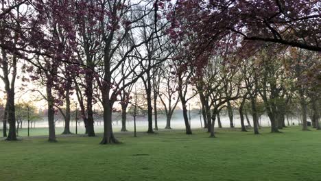 Una-Mañana-Brumosa-Con-Flores-De-Cerezo-|-Edimburgo,-Escocia-|-Hd-A-24fps