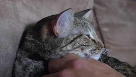 Hand-stroking-tabby-cat-trying-to-sleep-on-sofa