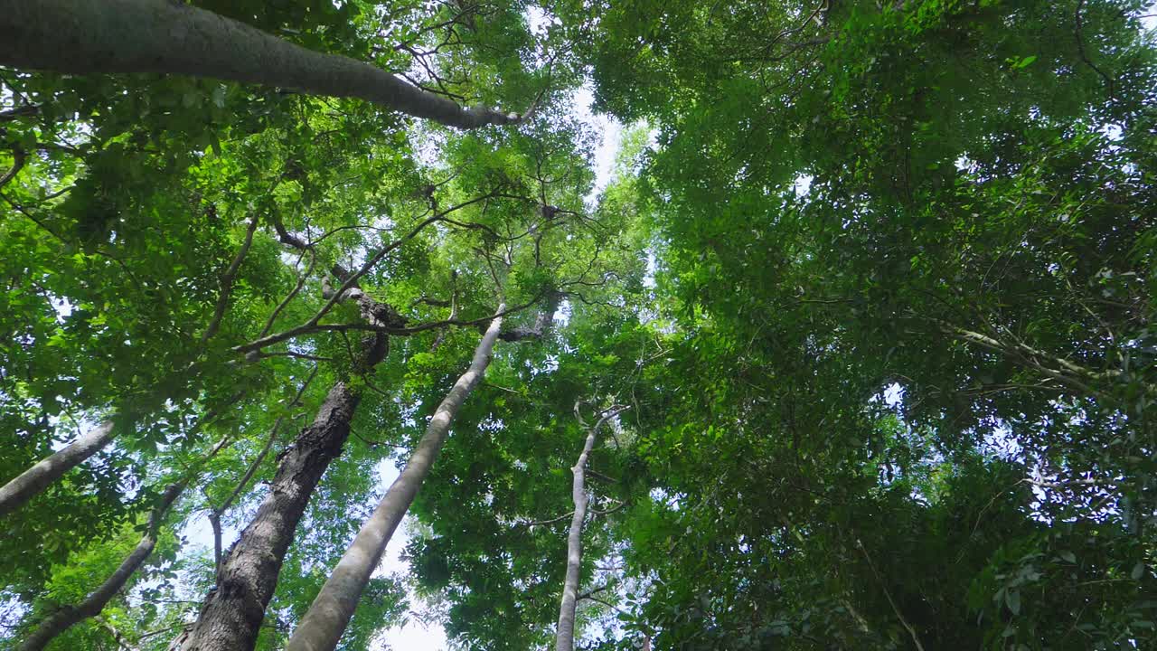 el dosel del bosque denso