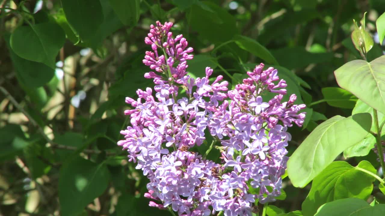 Lilac blossom gently waving in the breeze heralding the season of spring in England