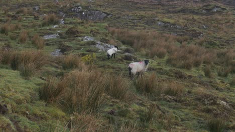 Ovejas-En-Los-Pastos-De-Las-Tierras-Altas-De-Irlanda.