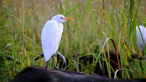 Nahaufnahme-Eines-Atemberaubenden-Weißen-Silberreihervogels,-Der-Auch-Als-Silberreiher-Bekannt-Ist