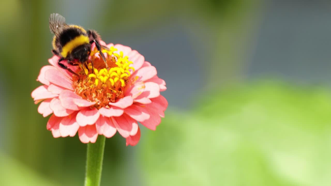 abejorro recogiendo néctar de la flor de zinnia