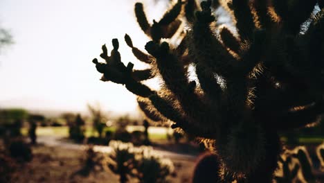 golden sunlight illuminates a backlit cactus in the desert during sunrise