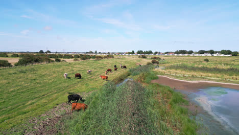 Aerial-footage-presents-the-tranquility-of-saltwater-marshlands-along-the-Lincolnshire-coast,-featuring-seabirds-soaring-and-resting-on-the-lagoons-and-inland-lakes