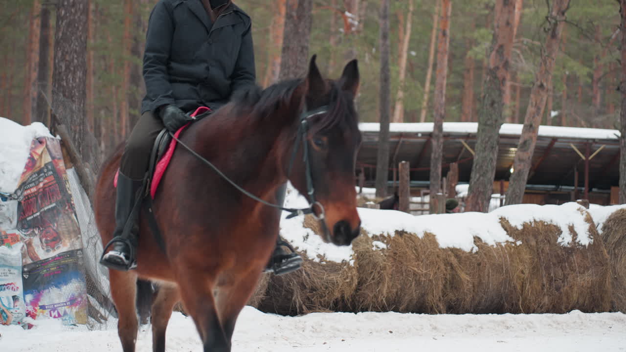 Всадник на лошади движется вдоль тюков сена в заснеженном сосновом лесу, всадник в шлеме на гнедом коне с красным вальтрапом; спокойная рысь мимо деревенского забора и сложенного сена в свежем холодном свете, мирная езда на открытом воздухе