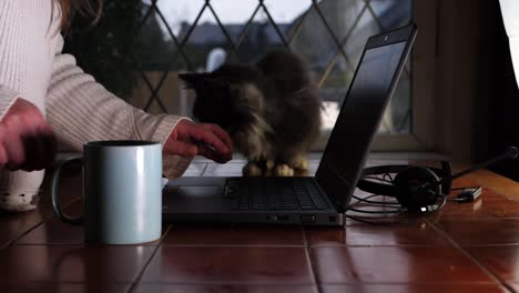 Mujer-Que-Trabaja-Desde-Casa-En-Una-Computadora-Portátil-Con-Un-Gato-Mascota-Y-Un-Café-De-Tiro-Medio