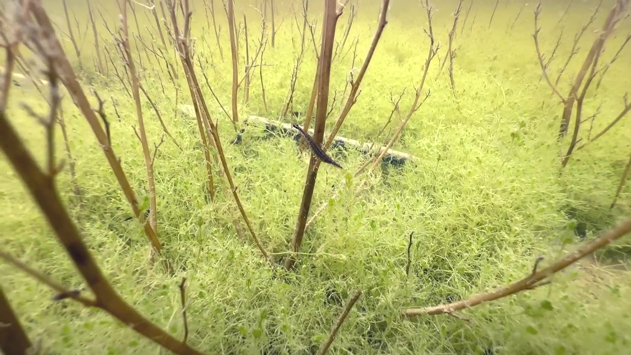 Veduta subacquea dall'alto di larve di ditisco minore (Acilius sulcatus) nello stagno. Estonia