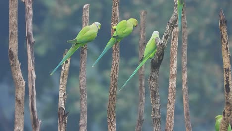 parrots-in-forest-chilling-