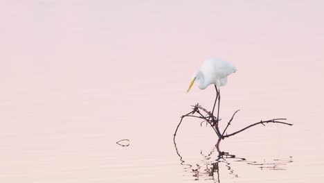 Weißer-Reiher-Thront-Auf-Einem-Ast,-Während-Er-Bei-Ruhigem-Morgengrauen-Fische-Im-Wasser-Fängt