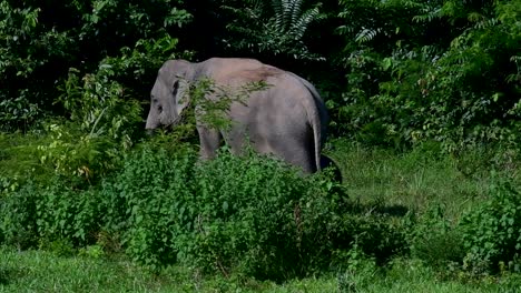 los elefantes asiáticos son especies en peligro de extinción y también son residentes de tailandia