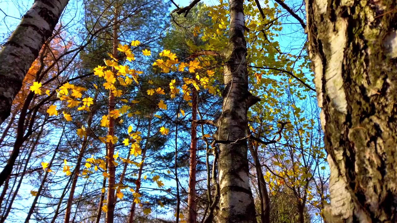 Alberi nel parco d'autunno.