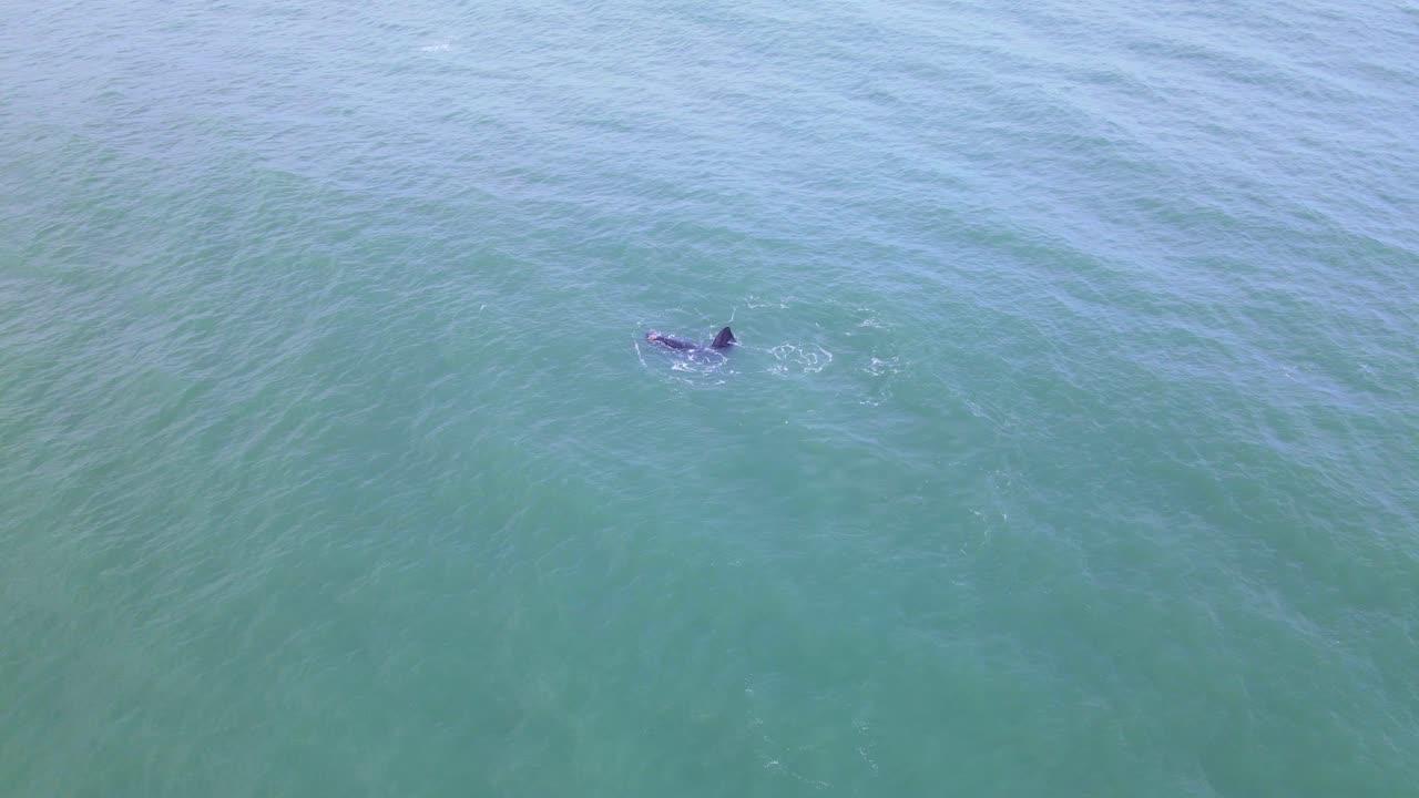 바다 한가운데 떠있는 참고래