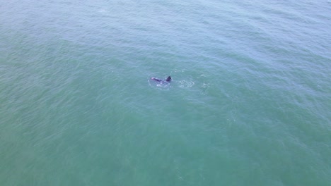 Ballena-Franca-Flotando-En-Medio-Del-Océano