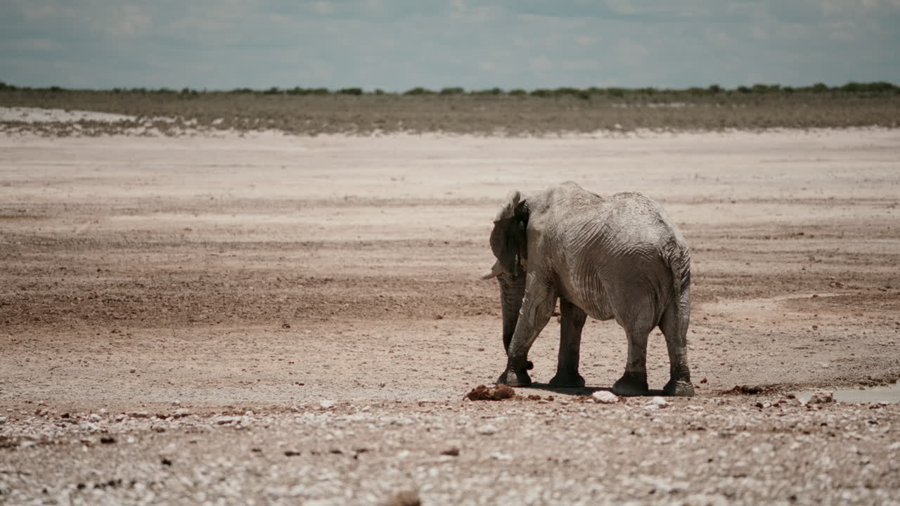African Elephant in a Dry Landscape