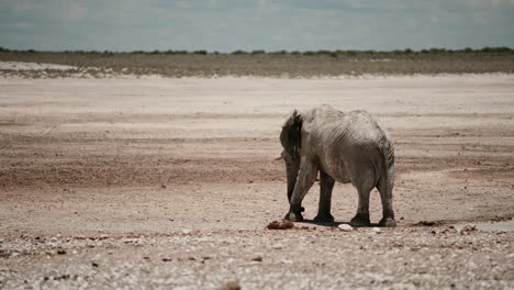 african elephant in a dry landscape