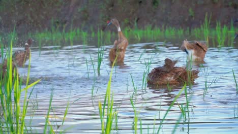una bandada de patos nadaba en el estanque y buscaba comida