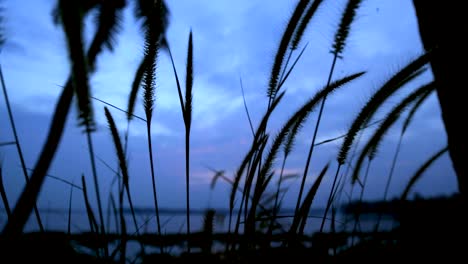 grass silhouette swaying in the breeze at sunset, steady shoat