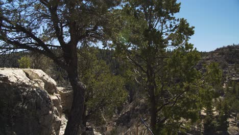 Acercándose-A-Los-árboles-A-Lo-Largo-De-Una-Ruta-De-Senderismo-Guiada-Y-Barandilla-En-Walnut-Canyon,-Az