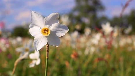 Weiße-Narzissenblume-Im-Frühlingsfeld.-Frühlingsfeld-Mit-Schönen-Narzissen