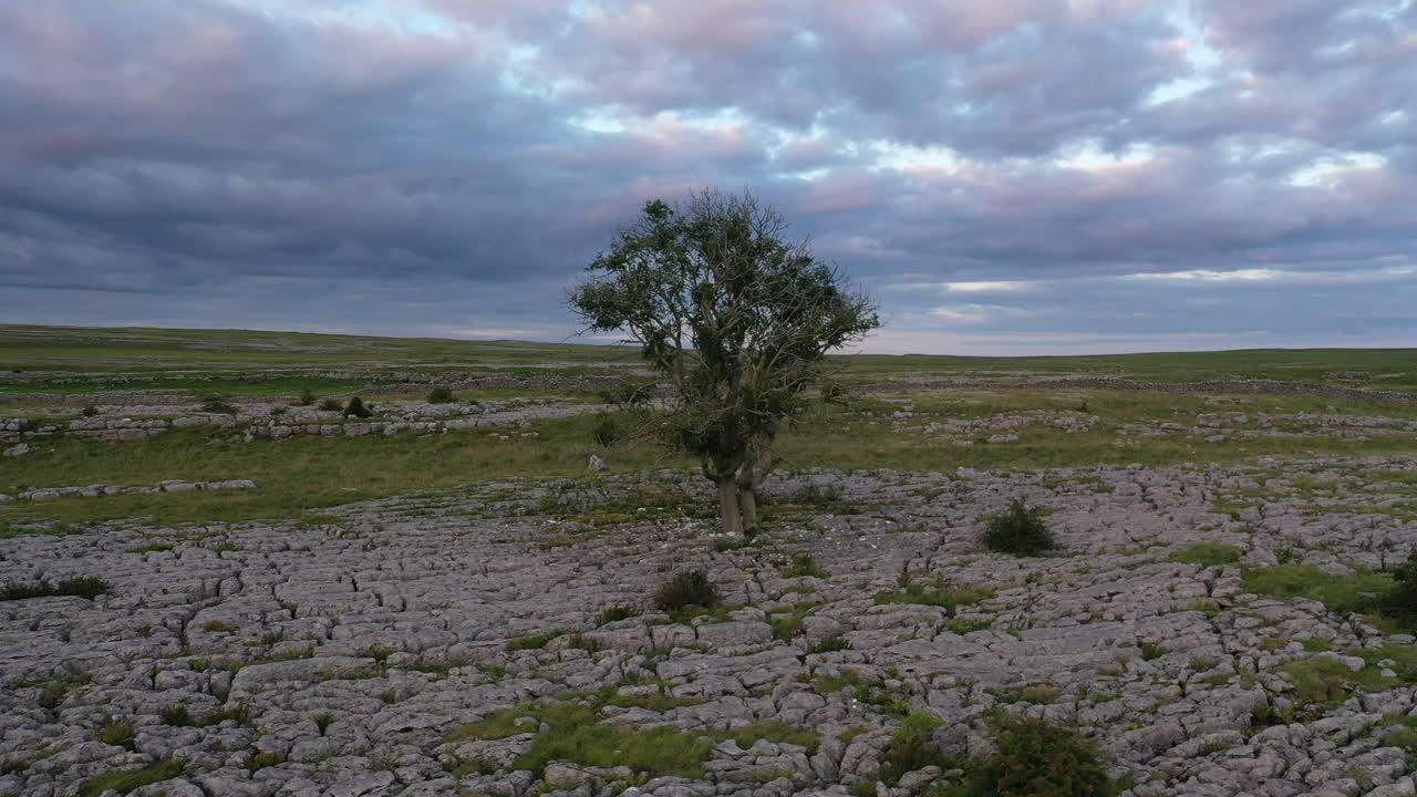 volando en círculos en sentido contrario a las agujas del reloj alrededor de un solo árbol de fresno que crece en el pavimento de piedra caliza