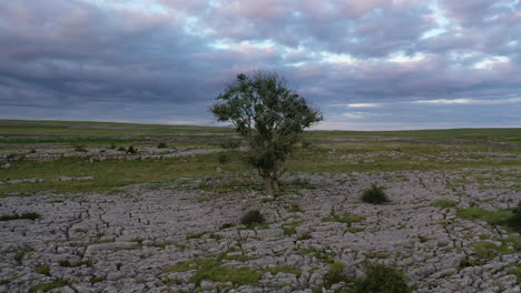 volando en círculos en sentido contrario a las agujas del reloj alrededor de un solo árbol de fresno que crece en el pavimento de piedra caliza