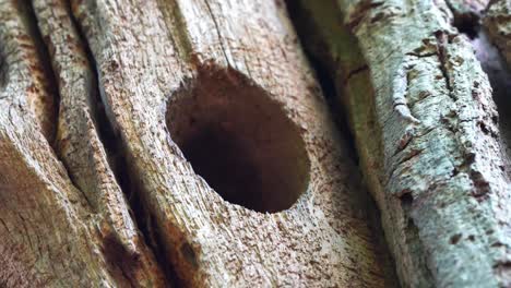 Cerca-De-Pollito-Pájaro-Carpintero-Asomando-La-Cabeza-Desde-El-Agujero-Del-árbol