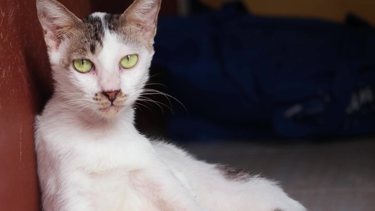 Un gatto bianco che si pulisce.